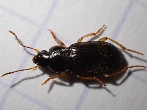 Réf. 349 021 : Parophonus maculicornis